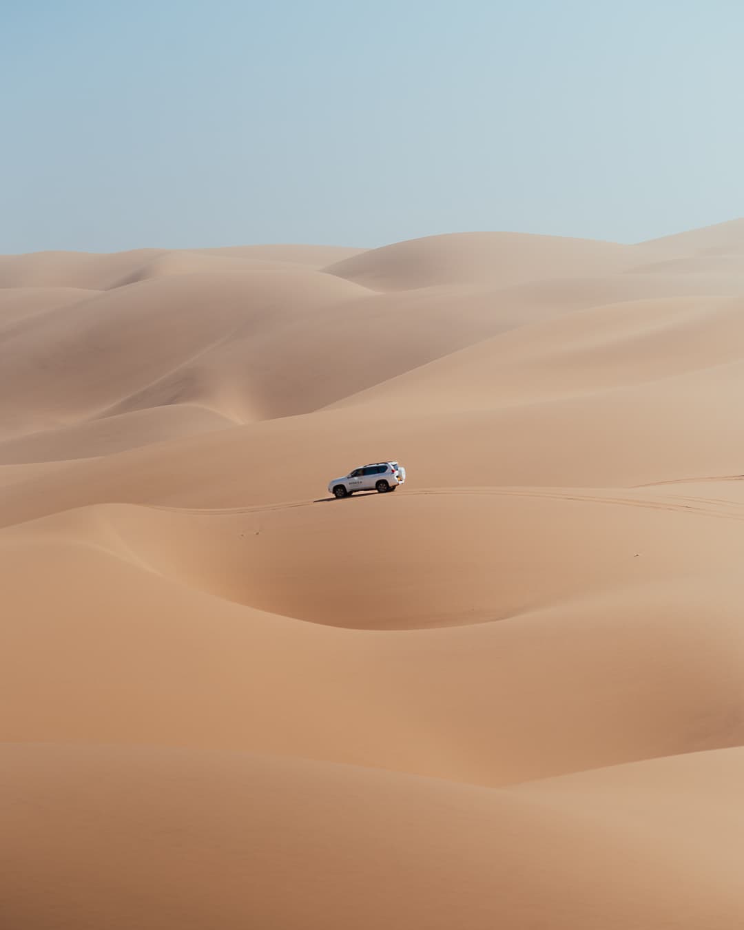 Palmeras datileras en el oasis
